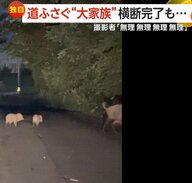 【独自】「無理無理無理無理」道ふさぐイノシシ24頭の“大家族”　大行列で一斉移動か…横断完了も再び出現　岩手・滝沢市