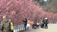 河津桜も桜スイーツも“満開”　ソメイヨシノ開花は3月中旬以降　都心は13日再び“冬の寒さ”週末は春の陽気へ