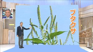 残暑が影響?長引く“秋花粉”いつまで注意が必要?