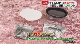 ホワイトアスパラにサトウキビも おうちで育てて収穫 栽培キット が人気