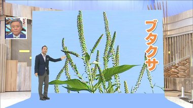 残暑が影響?長引く“秋花粉”いつまで注意が必要?