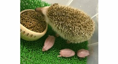 生まれた時から“針”がある!? 赤ちゃんハリネズミの姿が話題…お母さんは痛くないのか専門家に聞いた