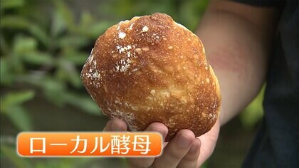 オリーブのパン、桜のビールも…地域ゆかりの植物から抽出した「ローカル酵母」で新商品　鳥取大学と企業がタッグ