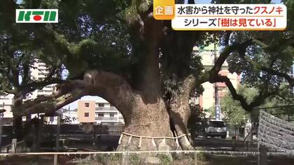 大水害から神社を守り…長崎・諫早神社のクスノキ群