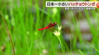 日本最小の「ハッチョウトンボ」が100年後も暮らせるような環境を…“希少種の宝庫”で小学生が観察学習【山形発】