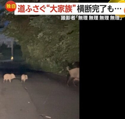 【独自】「無理無理無理無理」道ふさぐイノシシ24頭の“大家族”　大行列で一斉移動か…横断完了も再び出現　岩手・滝沢市