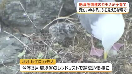 絶滅危惧種オオセグロカモメのヒナが誕生　南三陸町のホテルから見下ろす岩場で　ヒナの愛称も募集〈宮城〉
