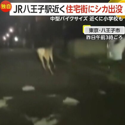 「車道に飛び出してきて…」八王子駅近くに野生のシカ出没！住宅街を疾走し住民騒然　群れからはぐれたか？専門家「むやみに近づくな」