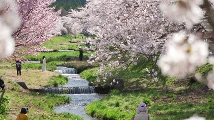 《ふくしま桜紀行2026》猪苗代町・観音寺川の桜並木　約1キロの桜回廊　小川のせせらぎとともに