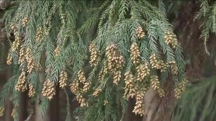 【速報】花粉シーズン到来　10日から飛散開始　平年より5日早く　過去10年で最多か　東京都発表