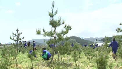 一本一本に思い宿る“高田松原のマツ” 「高田松原の再生を感じて欲しい」マツの成長と復興を全国植樹祭で発信【岩手発】