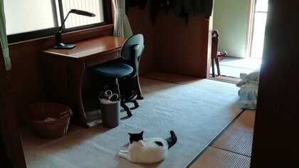 「もう帰って来ないよ…」大好きな飼い主の息子がいた部屋で待ち続ける愛猫の後ろ姿にホロリ…“束の間の帰省”のその後を聞いた