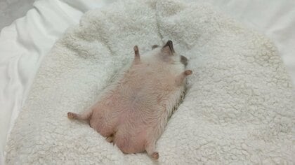 「あなたの部屋、あっち…」ハリネズミが飼い主のベッドで“へそ天”爆睡！堂々とした姿が見ていて癒される