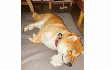 “大きな骨ガム”を枕にスヤスヤ! 誕プレが嬉しくて食べられない子犬にほっこり…その後を聞いた