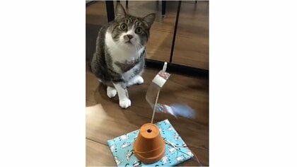「せめて見て！」小4息子力作の猫用おもちゃを前に“困惑顔”…どこを見ている？飼い主に聞いた