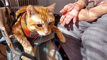 肋骨が折れ肺には穴も…職員に助けられ“高齢者施設の看板猫”になった「むー隊長」と利用者の心温まる毎日