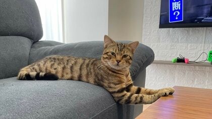 「机に乗っちゃダメ！」ギリギリを攻める猫の表情が絶妙…前足だけならセーフなのか飼い主に聞いた