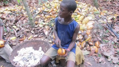 【解説】甘いチョコレートの裏に過酷な労働…チョコレートメーカーが対応急ぐワケ