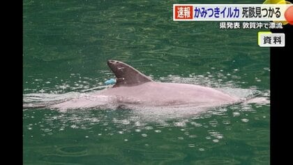 負傷者53人を出した「かみつきイルカ」死骸で発見　敦賀半島沖で漂流しているのを漁師が見つける　発信機から特定　