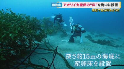 ダイビングスポットに“アオリイカ”の産卵床設置　間近で産卵の観察を楽しむ　和歌山・串本町