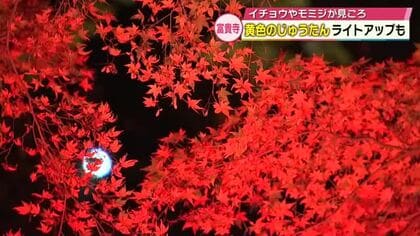 「神秘的」「やっぱり国宝」富貴寺で紅葉いまが見ごろ　ライトアップも　大分・豊後高田市