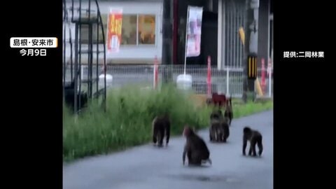 登校中の男子中学生がサルに襲われる　群れからはぐれた“離れザル”か　付近で頻繁に目撃　攻撃性高い傾向　島根・松江市