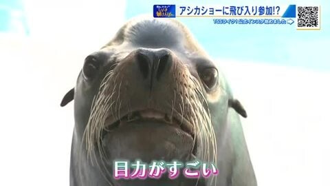 宮島水族館でアシカショーに挑戦！　アシカの目力と鼻息にびっくり　飼育員さんの愛を感じて…【棚さんぽ】