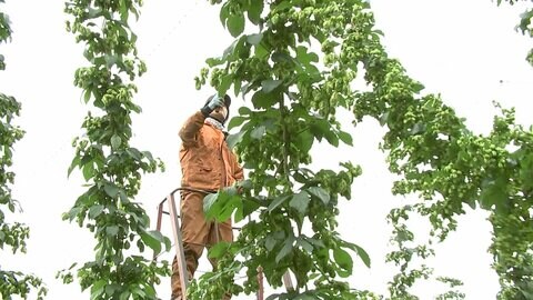 ホップで地域を元気に...ビールの里プロジェクト 岩手・遠野市