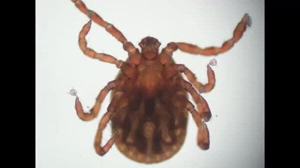 散歩中にマダニに噛まれたか　飼い犬がSFTS感染、犬の感染は富山県内で今年初確認　元気なく食欲低下｜FNNプライムオンライン