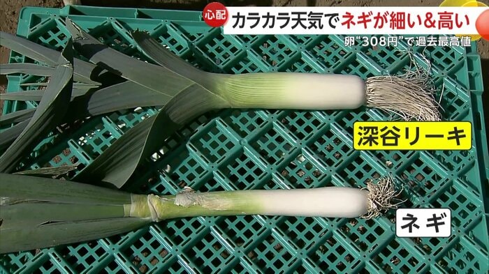 ネギの3倍以上の太さだという「深谷リーキ」