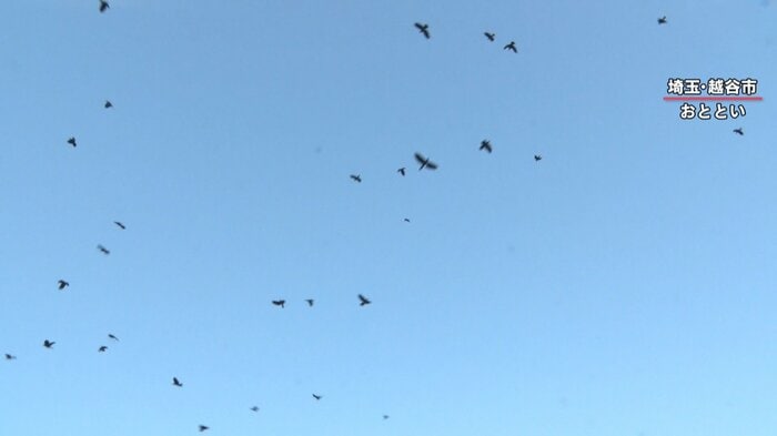 「カラスにとって非常に重要である“ねぐら”をダメにしてしまうと他の場所に行く。10kmから十数km移動する」