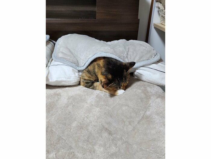 提供:にゃん報さん