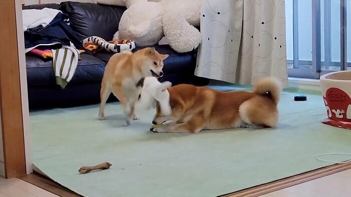 当てにいっているかのようなわらびちゃん