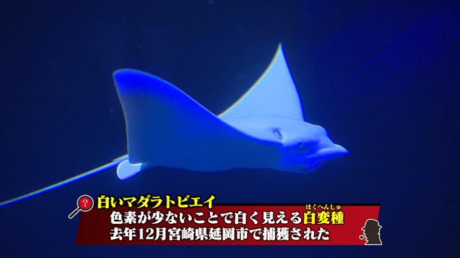 マダラトビエイの白変種