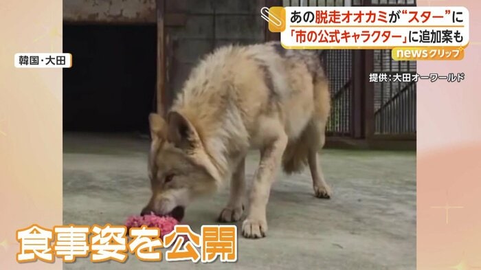 9日間の逃走劇の末、捕獲されたオオカミ「ヌック」（映像提供：大田オーワールド）