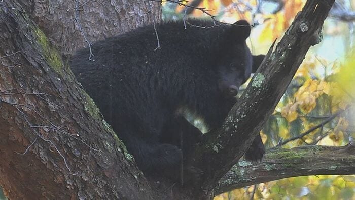 木の上にとどまったクマ（11月10日、大町市）