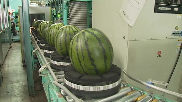 出荷される大栄西瓜