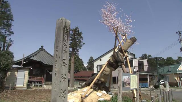 2018年4月撮影
