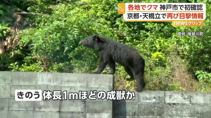 ブロック塀の上を堂々と歩くクマ