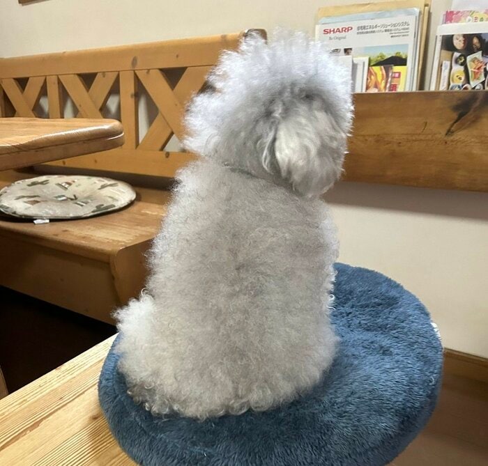 飼い主さんの帰宅が遅くて怒っているココちゃん
