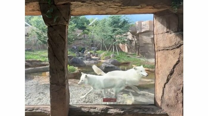 スタッフを見つけたホッキョクオオカミの反応(提供:那須どうぶつ王国)