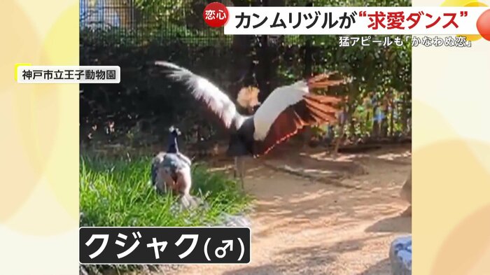 オスのクジャクにアピールするカンムリヅル(提供:神戸市立王子動物園)