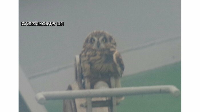 フクロウの一種「コミミズク」