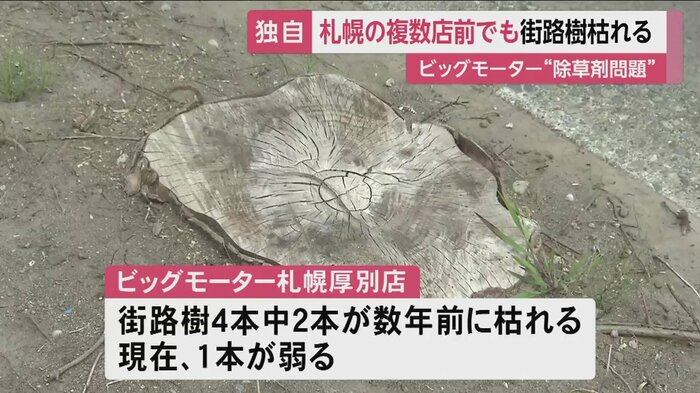 他の店舗でも、4本のうち2本を既に伐採(札幌市厚別区)