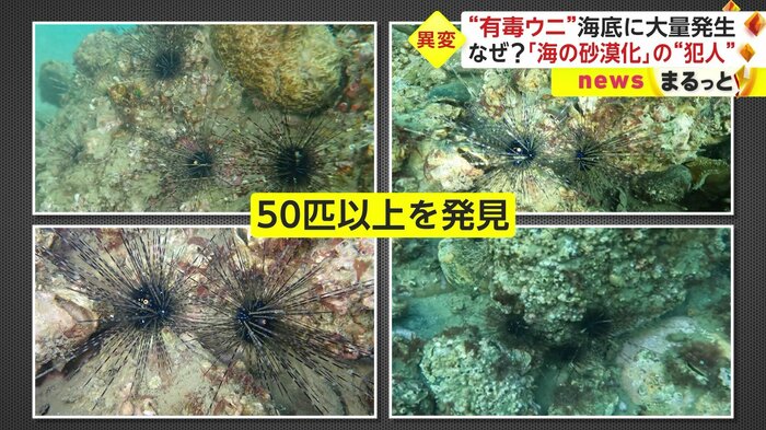 魚津水族館の木村知晴さんが2023年2月、潜水調査
