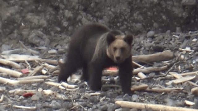 撮影:視聴者 (知床に出没したヒグマ)