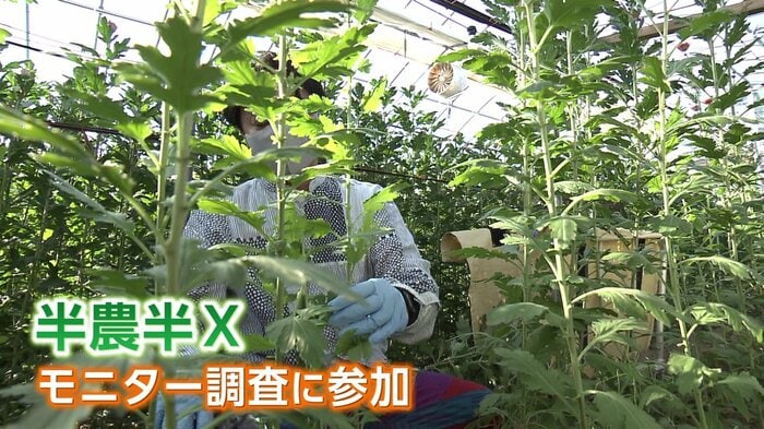 地方で自分の本業を継続しながら、副業で農林漁業に取り組む「半農半X」