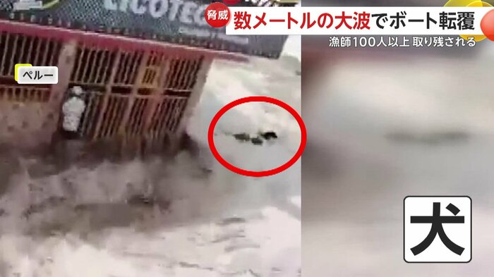 街に入り込んだ水に流されてしまう犬(IHA)