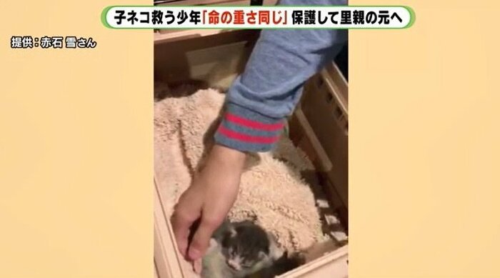 保健所から引き取ってきたばかりの子ネコ