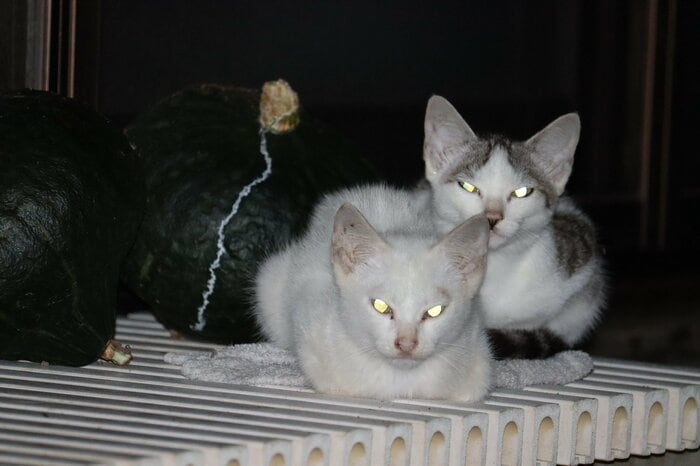 夜に光る猫の目（画像はイメージ）
